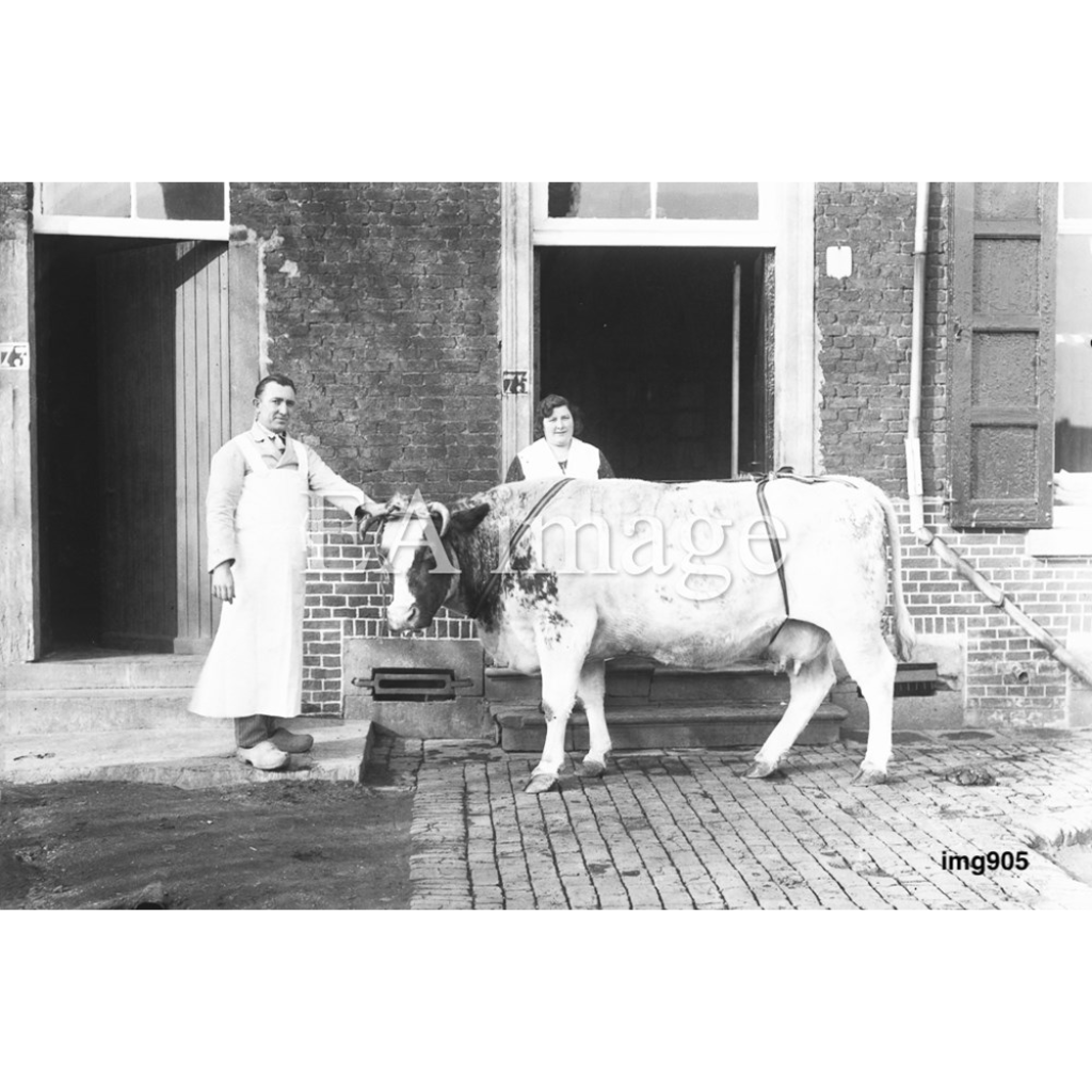 Farmer with cow - photo on acrylic